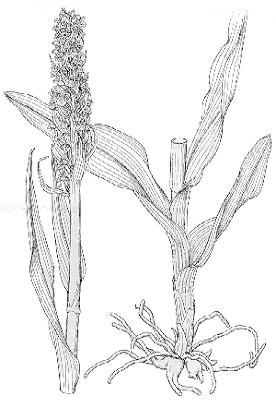 Dactylorhiza praetermissa