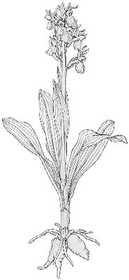 Dactylorhiza sambucina
