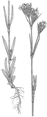 Dianthus armeria