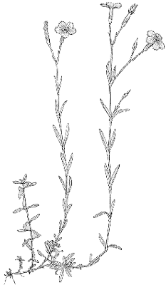 Dianthus deltoides