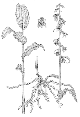 Epipactis muelleri