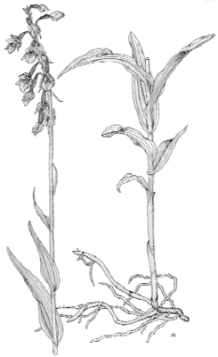 Epipactis palustris