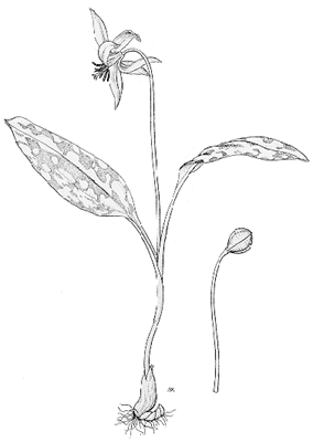 Erythronium dens-canis