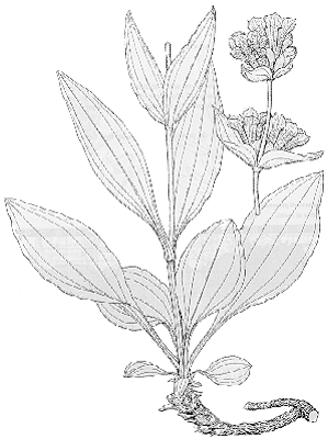 Gentiana purpurea