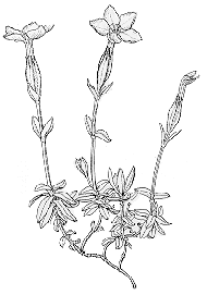 Gentiana verna