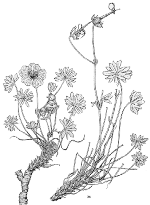 Geranium argenteum