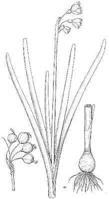 Leucojum aestivum