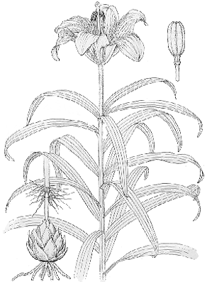 Lilium croceum o bulbiferum