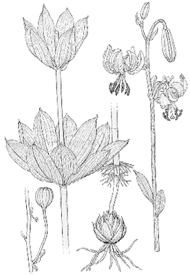 Lilium martagon