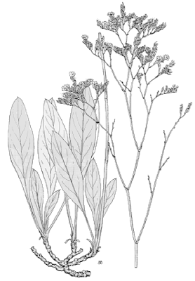 Limonium serotinum