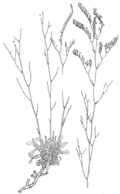 Limonium virgatum