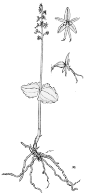 Listera cordata