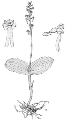 Listera ovata