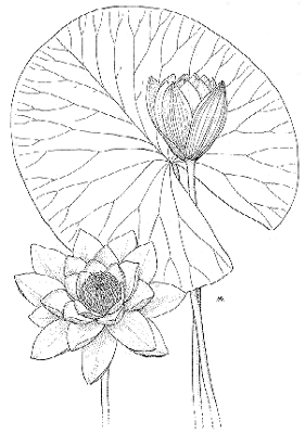 Nymphaea alba