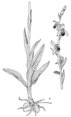 Ophrys apifera