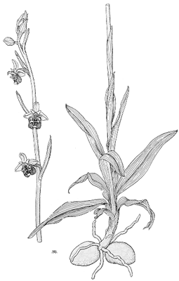 Ophrys fuciflora