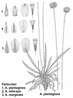 Armeria spp.