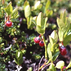 Mirtillo nero (Vaccinium myrtillus). Foto R. Gerdol, Mostra e Catalogo Biodiversità in Emilia-Romagna (2003)