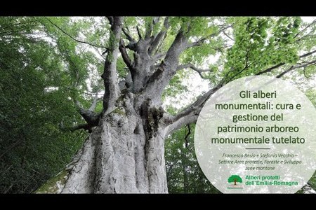 Aggiornamento GEV   Normativa Alberi Monumentali | 10.04.2024 | Incontro on line