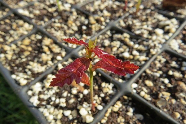 Plantula di farnia (Quercus robur L.) alla prima stagione vegetativa (foto di Andrea Bernardini)