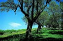 L'Emilia-Romagna "corridoio verde" d'Italia: 4,5 milioni di nuovi alberi in 5 anni, uno per ogni abitante