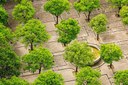 "Mettiamo radici per il futuro": già distribuiti quasi 260 mila alberi gratis in meno di 3 mesi
