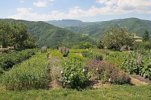 Mettiamo radici per il futuro, si allarga il corridoio verde dell'Emilia-Romagna. Oltre 580 mila piante distribuite gratuitamente in tutta la regione