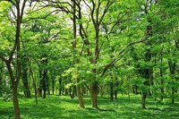“Mettiamo radici per il futuro”: al via un nuovo bando per piantare alberi in aree di proprietà o disponibilità delle imprese